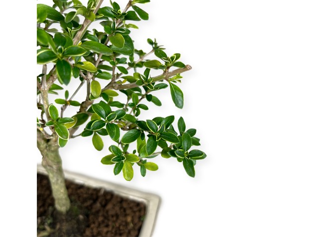 Serissa foetida variegata - Serissa - 34 cm 2