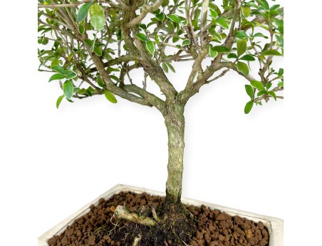 Serissa foetida variegata - Snow Rose - 34 cm