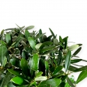 Olea europea - European Olive - 48 cm