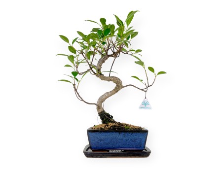 Set Ficus retusa - 31 cm