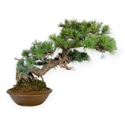 Pinus pentaphylla - Pine five needles - 75 cm