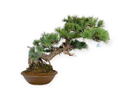 Pinus pentaphylla - Pin à cinq aiguilles - 75 cm