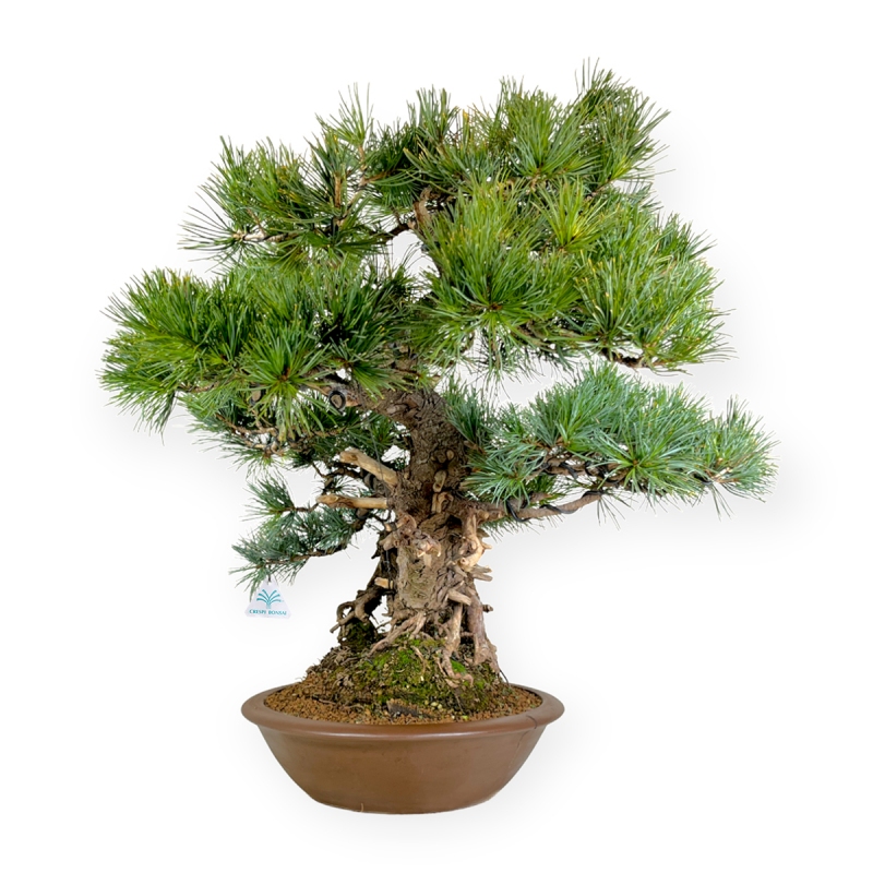 Pinus pentaphylla - Pino - 75 cm
