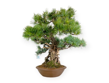 Pinus pentaphylla - Pin à cinq aiguilles - 75 cm