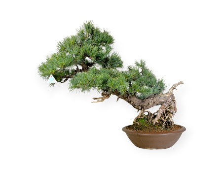 Pinus pentaphylla - Pine five needles - 75 cm
