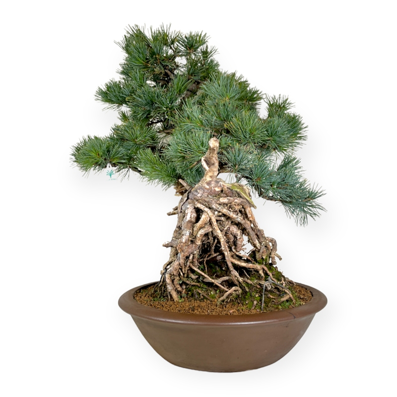 Pinus pentaphylla - Pino - 75 cm