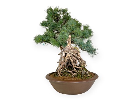 Pinus pentaphylla - Pine five needles - 75 cm