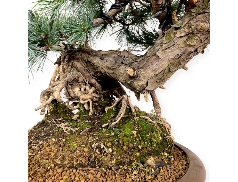 Pinus pentaphylla - Pin à cinq aiguilles - 75 cm