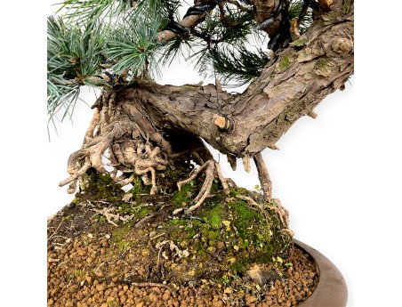 Pinus pentaphylla - Pine five needles - 75 cm