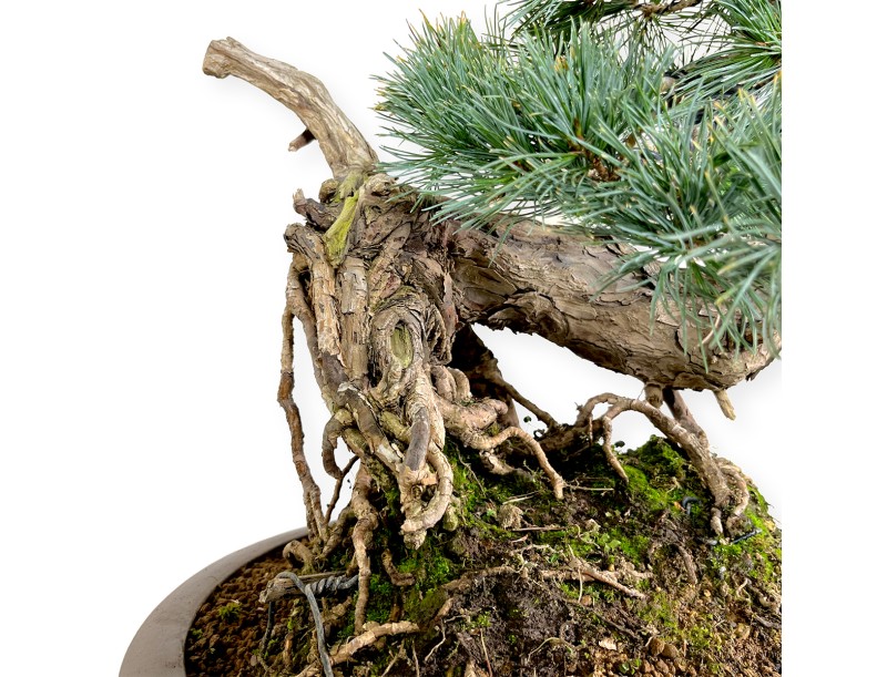 Pinus pentaphylla - Pine five needles - 75 cm