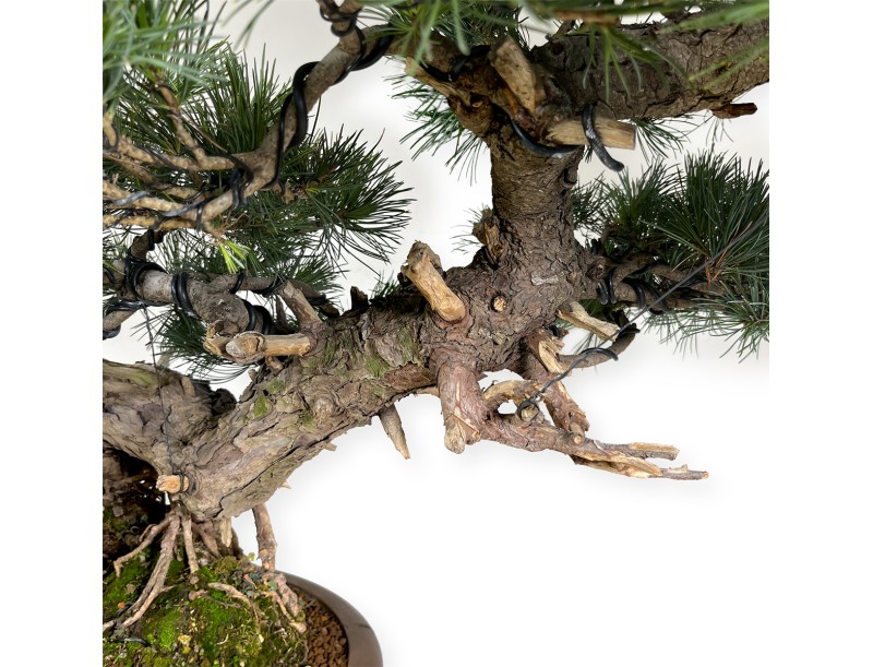 Pinus pentaphylla - Pin à cinq aiguilles - 75 cm