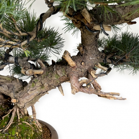 Pinus pentaphylla - Pine five needles - 75 cm