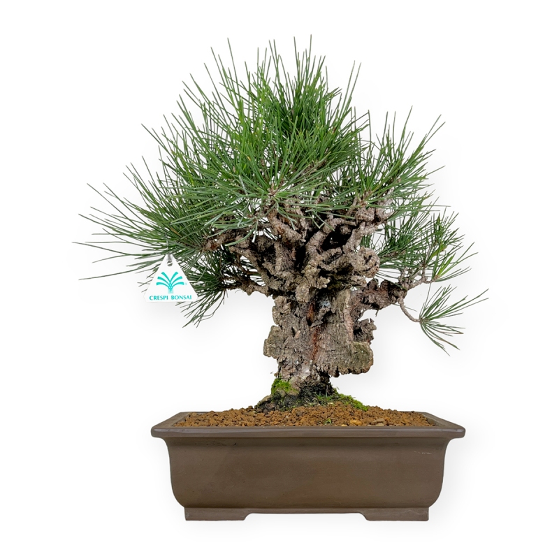 Pinus thunbergii - Pino nero - 43 cm