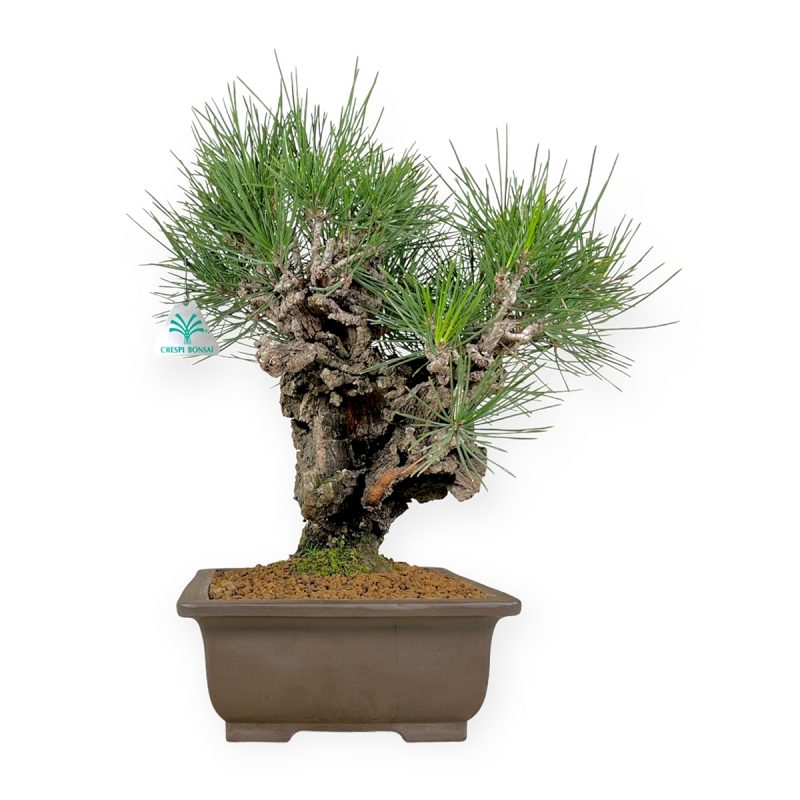 Pinus thunbergii - Pin noir - 43 cm
