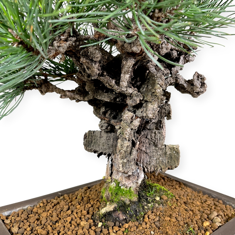 Pinus thunbergii - Pino nero - 43 cm