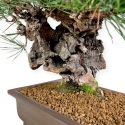 Pinus thunbergii - Pin noir - 43 cm