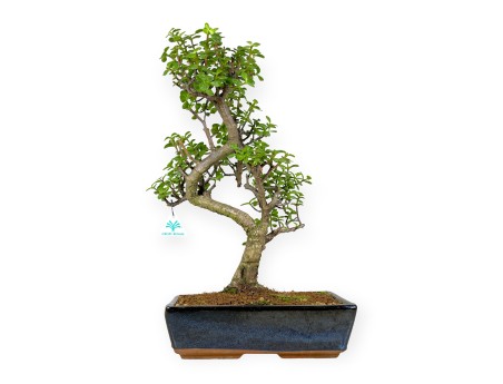 Crassula portulacaria - 50 cm