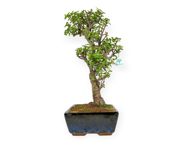 Crassula portulacaria - 50 cm 2