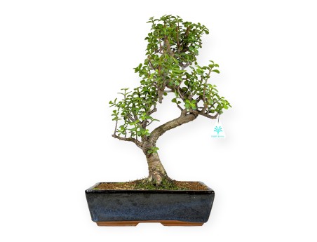 Crassula portulacaria - 50 cm