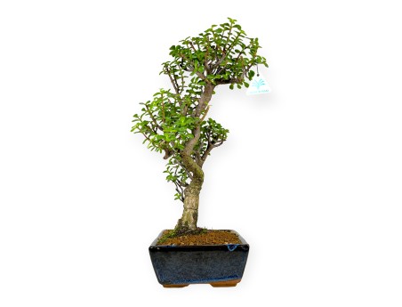 Crassula portulacaria - 50 cm
