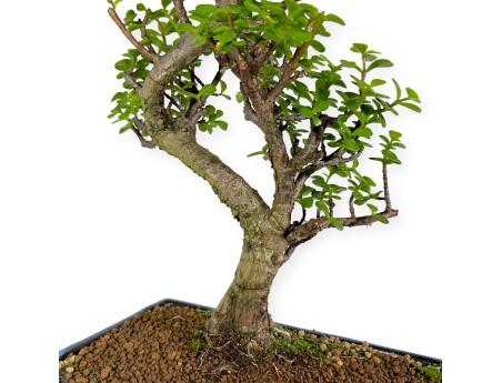 Crassula portulacaria - 50 cm