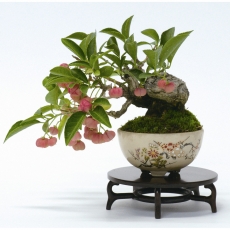 Cours débutants bonsai shohin - samedi 18 février