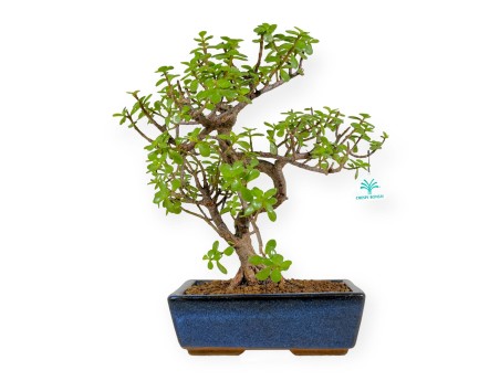Crassula portulacaria - 40 cm