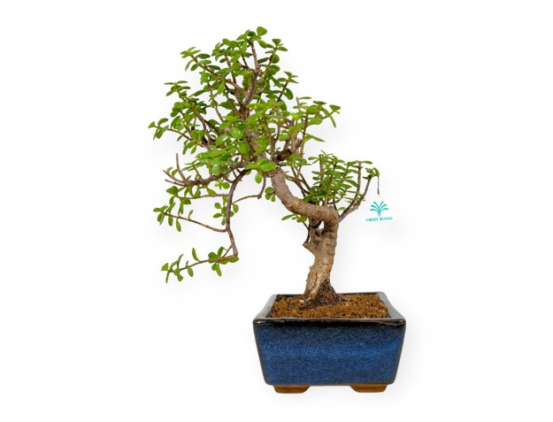 Crassula portulacaria - 40 cm 2