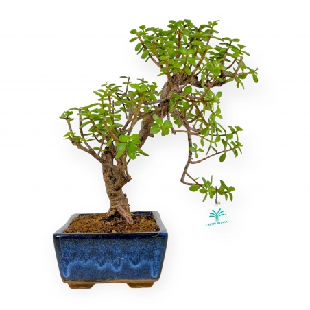 Crassula portulacaria - 40 cm