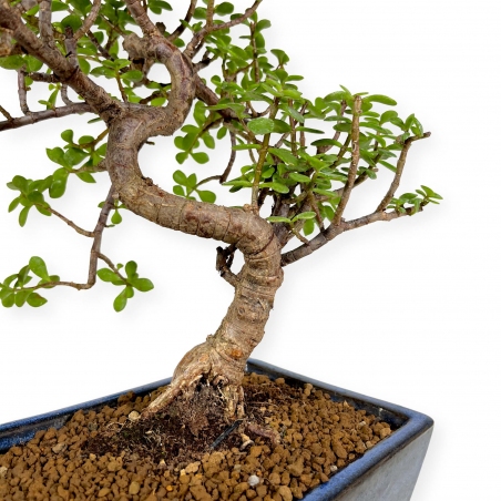 Crassula portulacaria - 40 cm