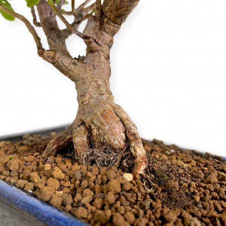 Crassula portulacaria - 40 cm