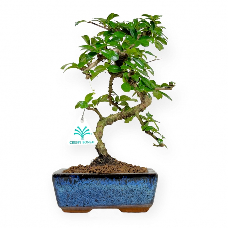 Carmona macrophylla - Tea tree - 30 cm