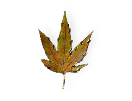 tenpai-feuille-moyenne-3