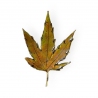 Tenpai medium leaf 3