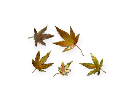 tenpai-feuille-moyenne-3