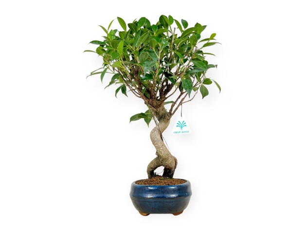 Ficus retusa - 43 cm 2
