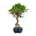 Ficus retusa - 43 cm