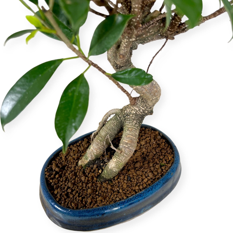 Ficus retusa - 43 cm