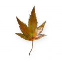 Tenpai medium leaf 1