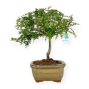 Zanthoxylum - Pepper tree - 30 cm