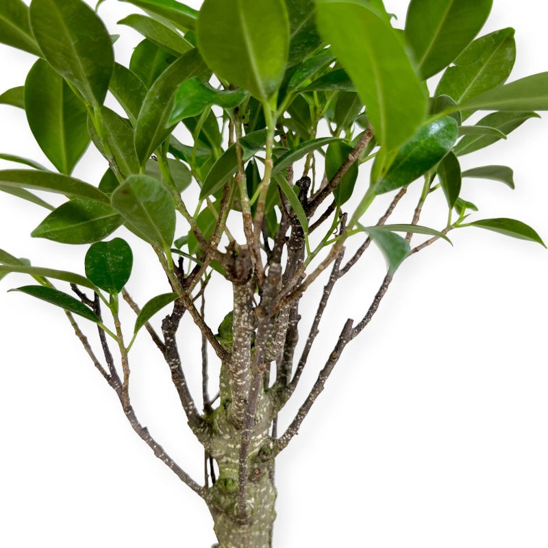 Ficus retusa - 29 cm