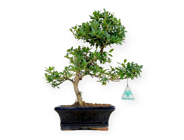 Ilex crenata - houx - 33 cm
