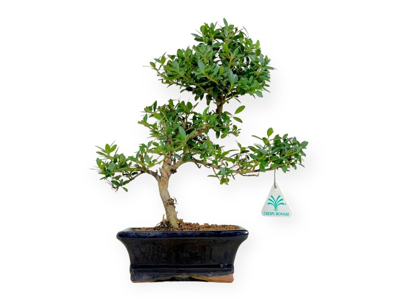 Ilex crenata - holly  - 33 cm