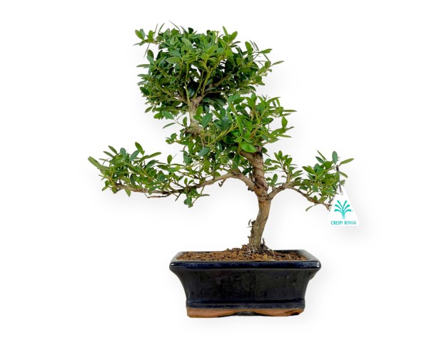 Ilex crenata - holly  - 33 cm 2