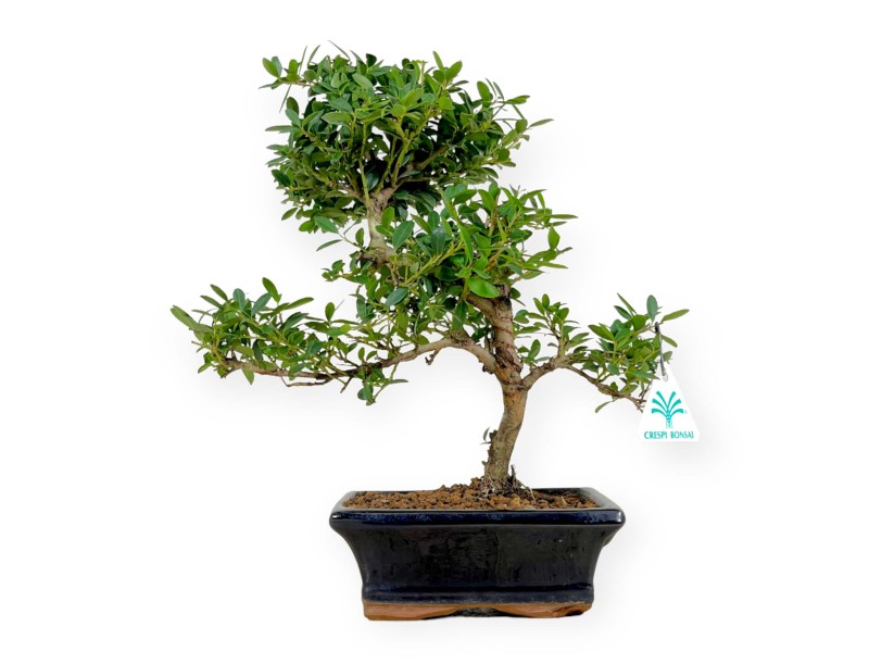 Ilex crenata - holly  - 33 cm