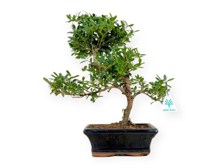 Ilex crenata - houx - 33 cm