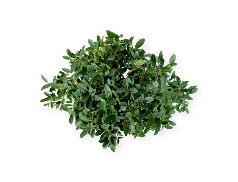 Ilex crenata - holly  - 33 cm