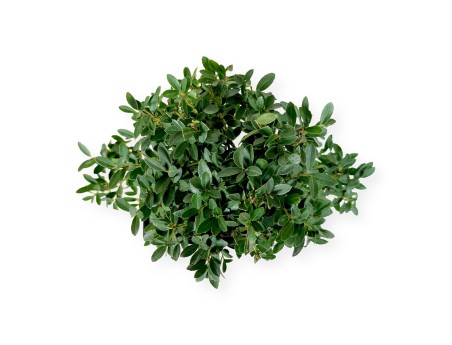 Ilex crenata - holly  - 33 cm