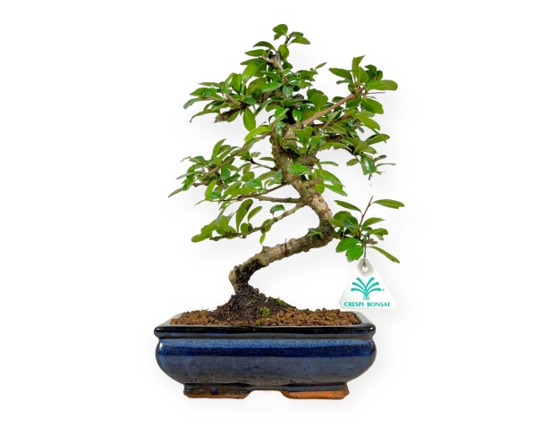 Carmona macrophylla -  Pianta del tè - 32 cm 2