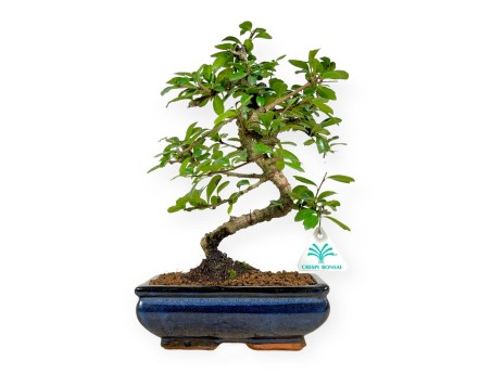 Carmona macrophylla - Tea tree - 32 cm